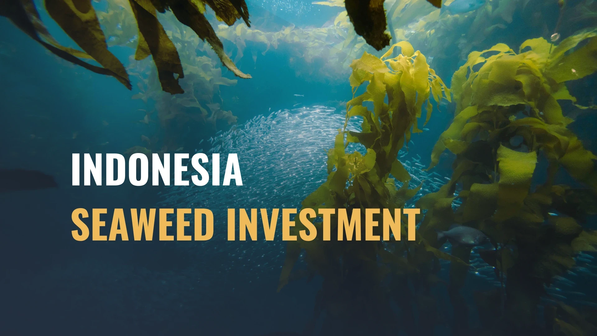 Indonesia Seaweed Investment: 7 High-Growth Opportunities Driving Indonesia's Blue Economy Revolution