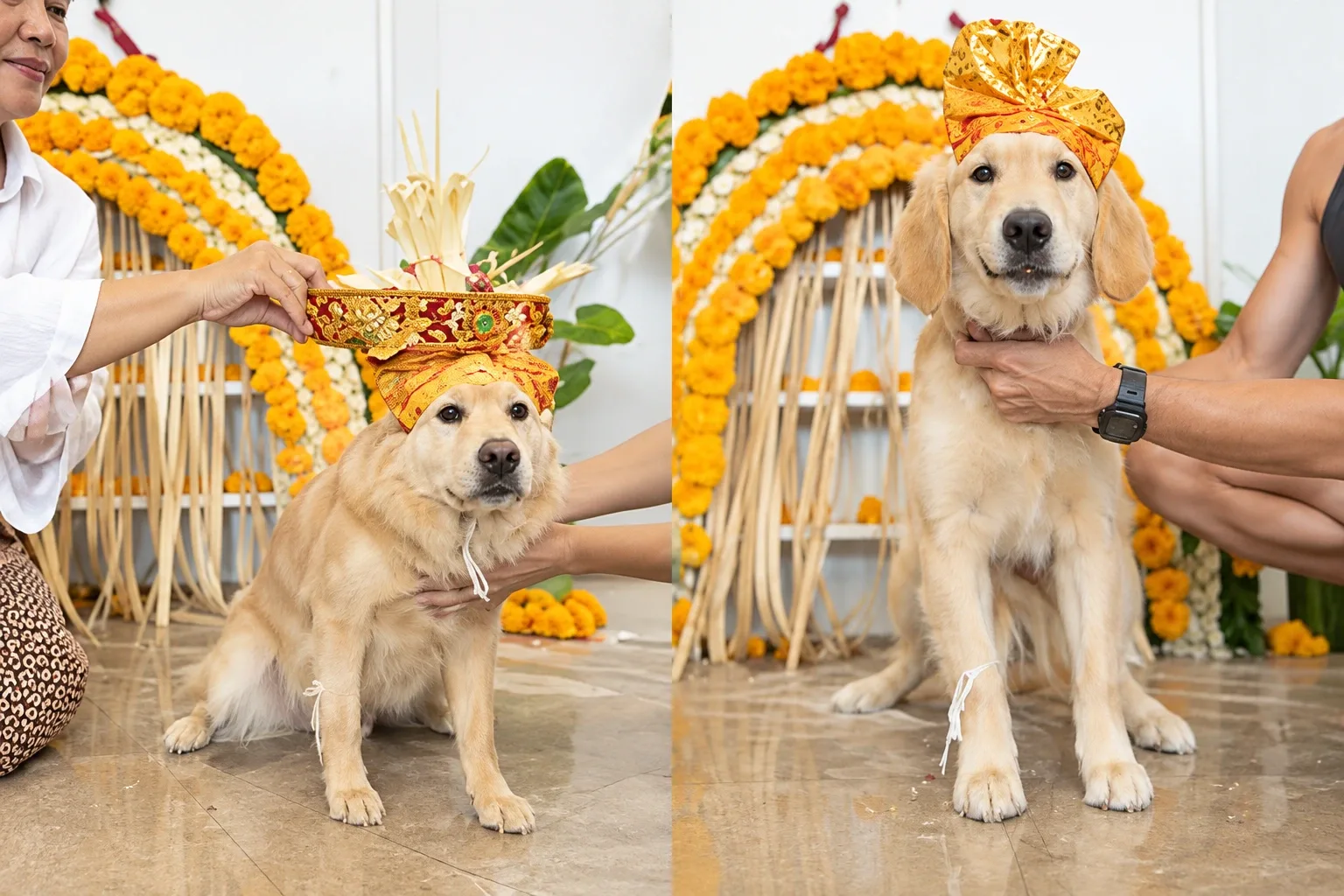 5 Powerful Facts About Tumpek Kandang Bali: Unique Animal Tradition